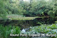 Round Pond